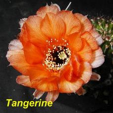 EP-H. Tangerine.4.3.jpg 